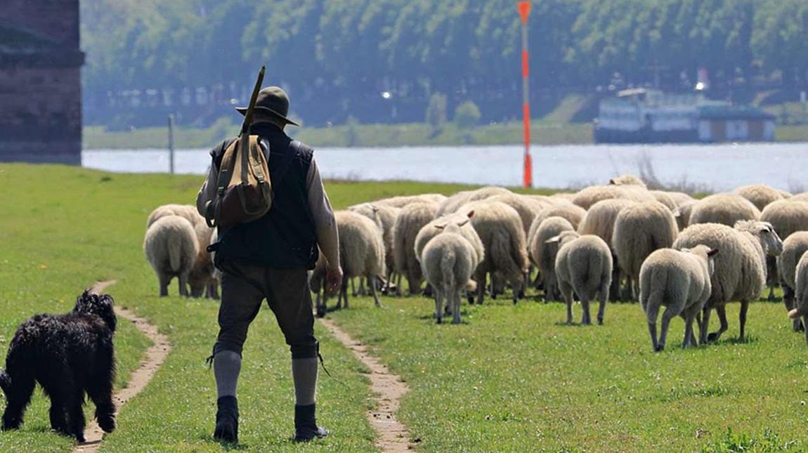 Eine Herde Schafe mit ihrem Hirten auf einer Wiese am Fluss